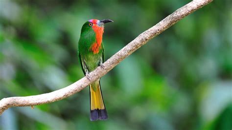 Image result for Colourful Birds Compilation