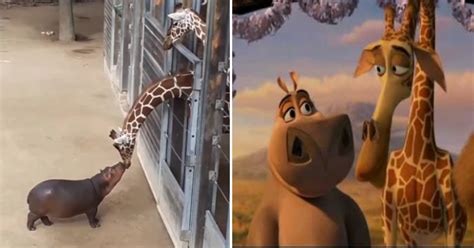 Baby Hippo Meets Giraffe, Recreates Madagascar