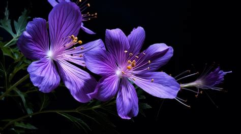 Black and Purple Nature 的图像结果