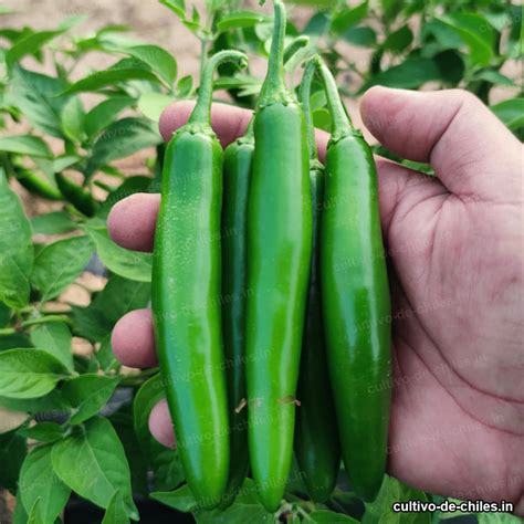 5 chiles más representativos de la cultura mexicana - Cultivo de Chiles