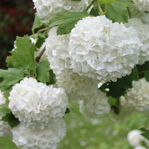 Snowball Tree - Viburnum opulus sterile – Mother Earth Nursery