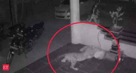 Leopard kills and drags away pet dog in Pune; incident caught on cam ...