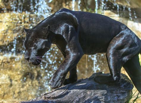 Download Animal Black Panther HD Wallpaper
