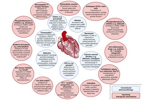 Coronary microvascular dysfunction: Implications in ischemic heart disease and therapeutic ...