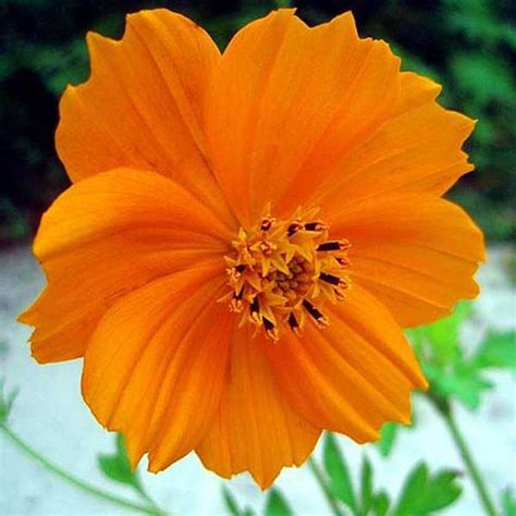 Buy Cosmos Flower online from Nurserylive at lowest price.