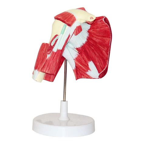 Buy Muscled Shoulder Joint Model – Shows Complete Shoulder Musculature ...