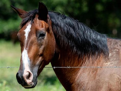 Horses with Interrupted Face Markings - The Equinest