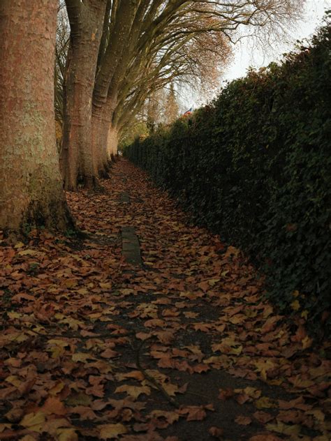 Image result for Tree Line Explained