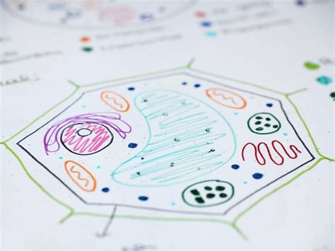 Biology Learning 的图像结果
