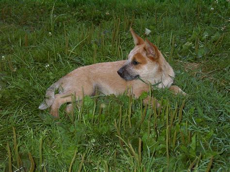 Tiere Kleinanzeigen Zusamaltheim Anzeigenmarkt Zusamaltheim