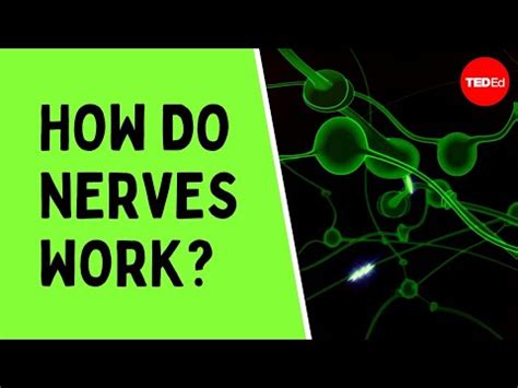Nervous System in Animals Video Lecture - Crash Course for UAE Grade 10