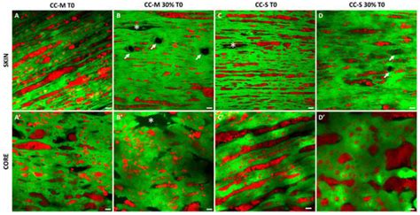 Dairy | An Open Access Journal from MDPI