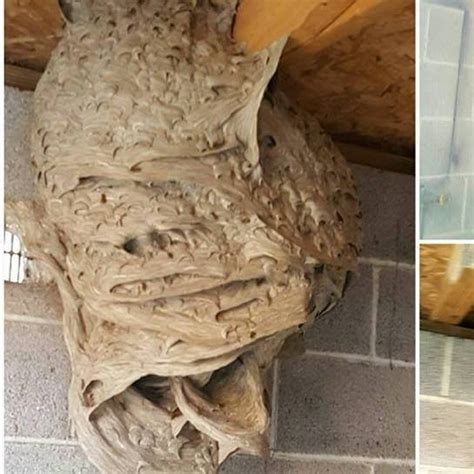 Image result for Apollo Pest Control