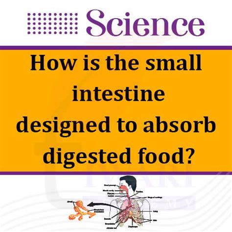 Image result for Partially Digested Food