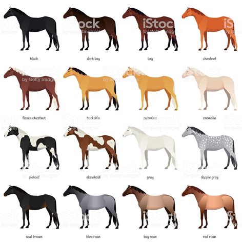 Most common equine colors set | Horse coat colors, Dapple grey horses ...