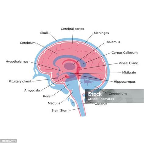 Image result for Brain Cells Reprogramming