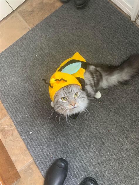 Beemo Discord Bot Icon 的图像结果