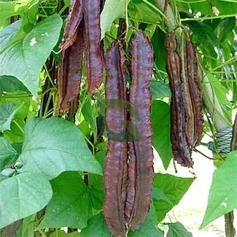 Winged Beans Purple Star Seeds - Vibrant Red-Purple Pods, High Yield ...