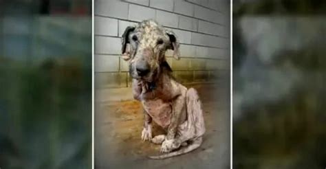 Restoring Hope: The іпсгedіЬɩe Transformation of a Ailing and dejeсted ...