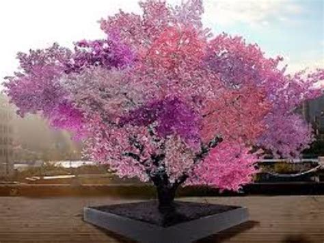 Tree of 40 Fruits, syracuse, United States Of America - Top Attractions ...