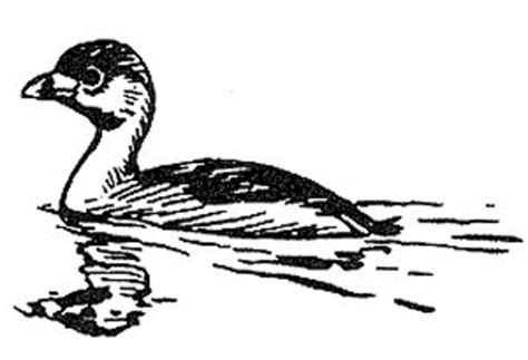 Pied-billed Grebe | FWS.gov