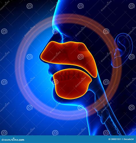Sinuses - Human Anatomy stock illustration. Illustration of black - 38001551 - illustration of sinuses