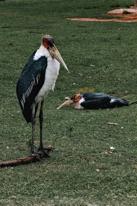 Marabou Storks Photos, Download The BEST Free Marabou Storks Stock Photos & HD Images