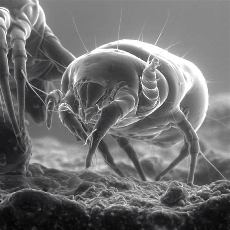 其实不如吸尘器,而要真正杀灭螨虫,还得靠除湿机 - 买错了