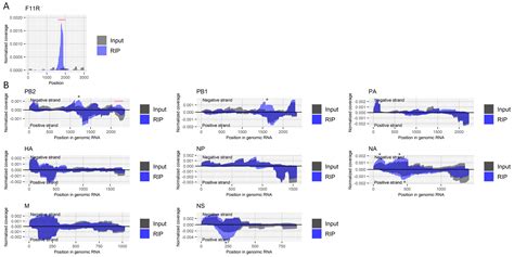 RNA Modifications in Genomic RNA of Influenza A Virus and the ...