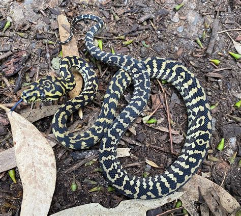 Image result for Carpet Python Collections