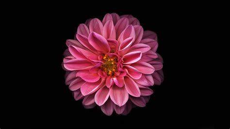 Pink And Black Flower Wallpapers - Wallpaper Cave