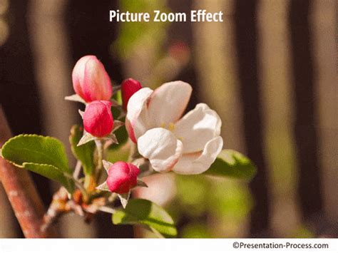 Image result for PowerPoint Zoom Effect Animation