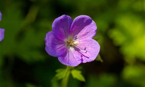 The 6 Best Perennial Geraniums That Come Back Every Year - A-Z Animals