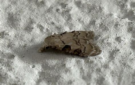 Nola internella-analis complex | Moths