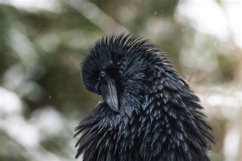 Jpeg Compression Artifacts Examples