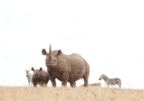 BATELEUR EAGLE SAFARIS (2026) All You Need to Know BEFORE You Go (with ...