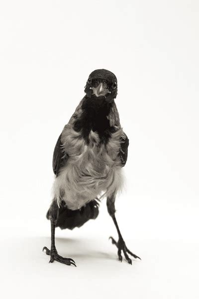 Image result for Crow Front View