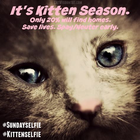 A Purrfect Earth Day | Cat Wisdom 101