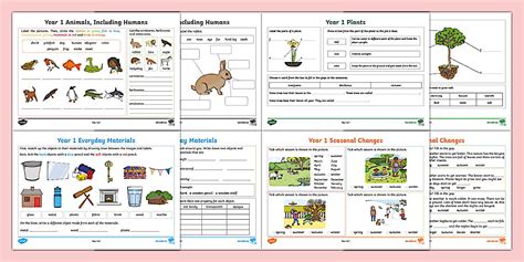 Year 1 Science Revision Activity Mat Pack | KS1 Science