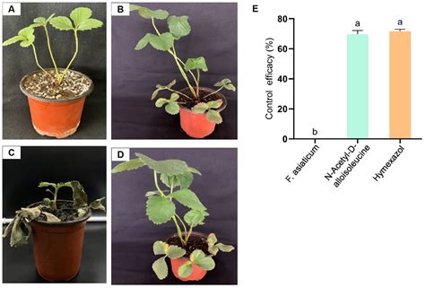 Mechanism of N-Acetyl-D-alloisoleucine in Controlling Strawberry Black ...
