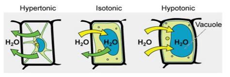 NCERT Solutions for Class 11 Biology chapter 11 Transport in Plants PDF