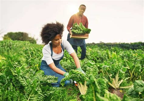 Agriculture in Africa 的图像结果