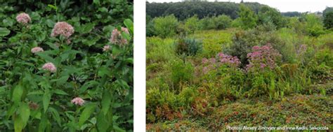 Coastal Landscaping in Massachusetts - Grasses and Perennials | Mass.gov