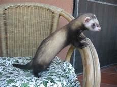 annunci gabbia furetto 3 mesi ia gabbia annunci palermo animali annunci gabbia furetto 3 mesi ia gabbia annunci palermo animali