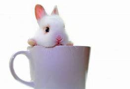 Image result for Bunny in Cup