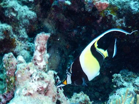 TAVEUNI DIVE (2025) All You Need to Know BEFORE You Go (with Photos ...