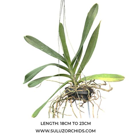 Renanthera Orchid Plant Azimah Rhy Gigantea Mature