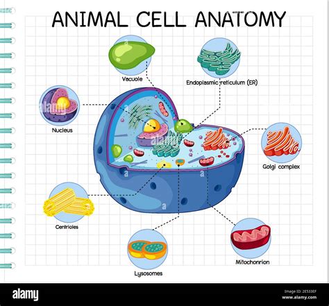 Animal Cell Diagram Animal Cell Anatomy Image & Photo (Free Trial)