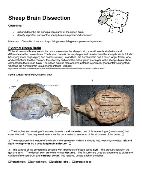 Sheep Brain Labeling Worksheet - Printable And Enjoyable Learning