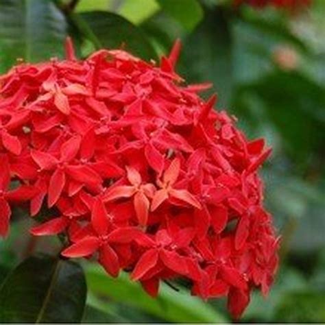 Buy Creative Farmer Live Flower Plant Ixora Red Chethi, Thechi, Thetti ...
